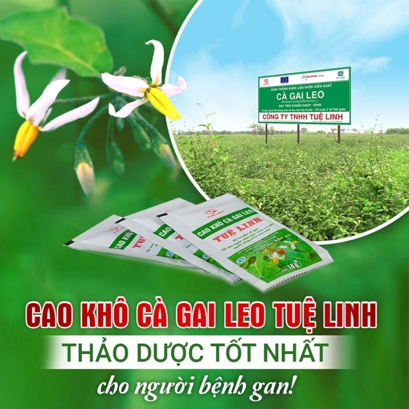 Combo 10 Giải Độc Gan Tuệ Linh Plus  chỉ 163k/ hộp kèm quà tặng