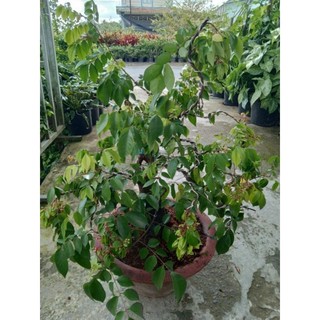 Cây khế chua bonsai đang trái