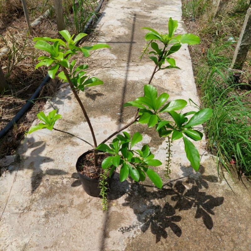 Lộc Vừng hoa vàng