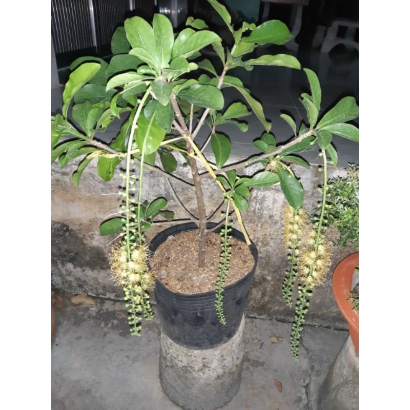 Lộc Vừng hoa vàng