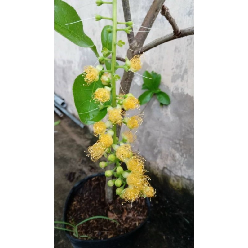 Lộc Vừng hoa vàng