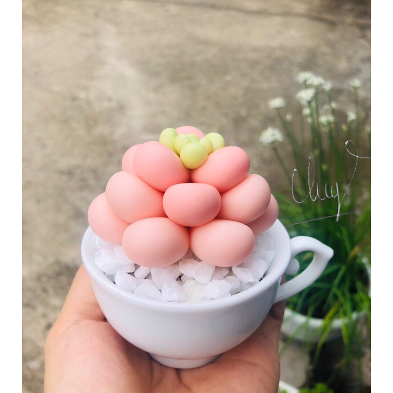 SEN ĐÁ ĐẤT SÉT,Quà Tặng Sinh Nhật,Trang Trí Decor