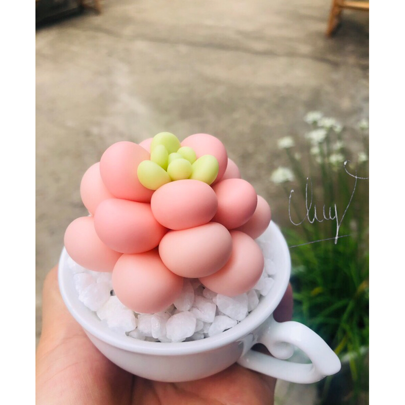 SEN ĐÁ ĐẤT SÉT,Quà Tặng Sinh Nhật,Trang Trí Decor