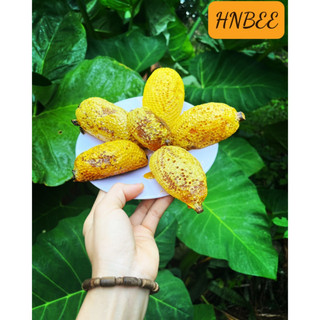 Mật ong ruồi nguyên tổ