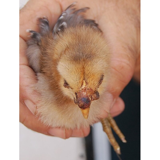 CHICKEN BABY SUPER - Úm Gia Cầm Siêu Việt