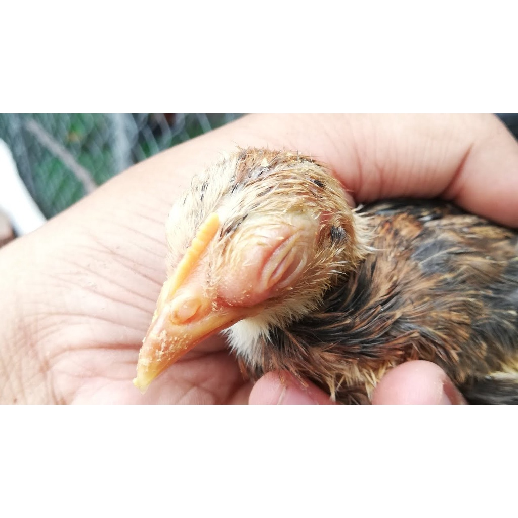CHICKEN BABY SUPER - Úm Gia Cầm Siêu Việt