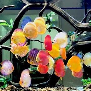 Thức ăn cao cấp cá dĩa [BIOZYM DISCUS FOOD]