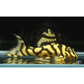 Thức ăn cao cấp cá Pleco