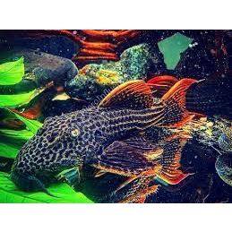 Thức ăn cao cấp cá Pleco