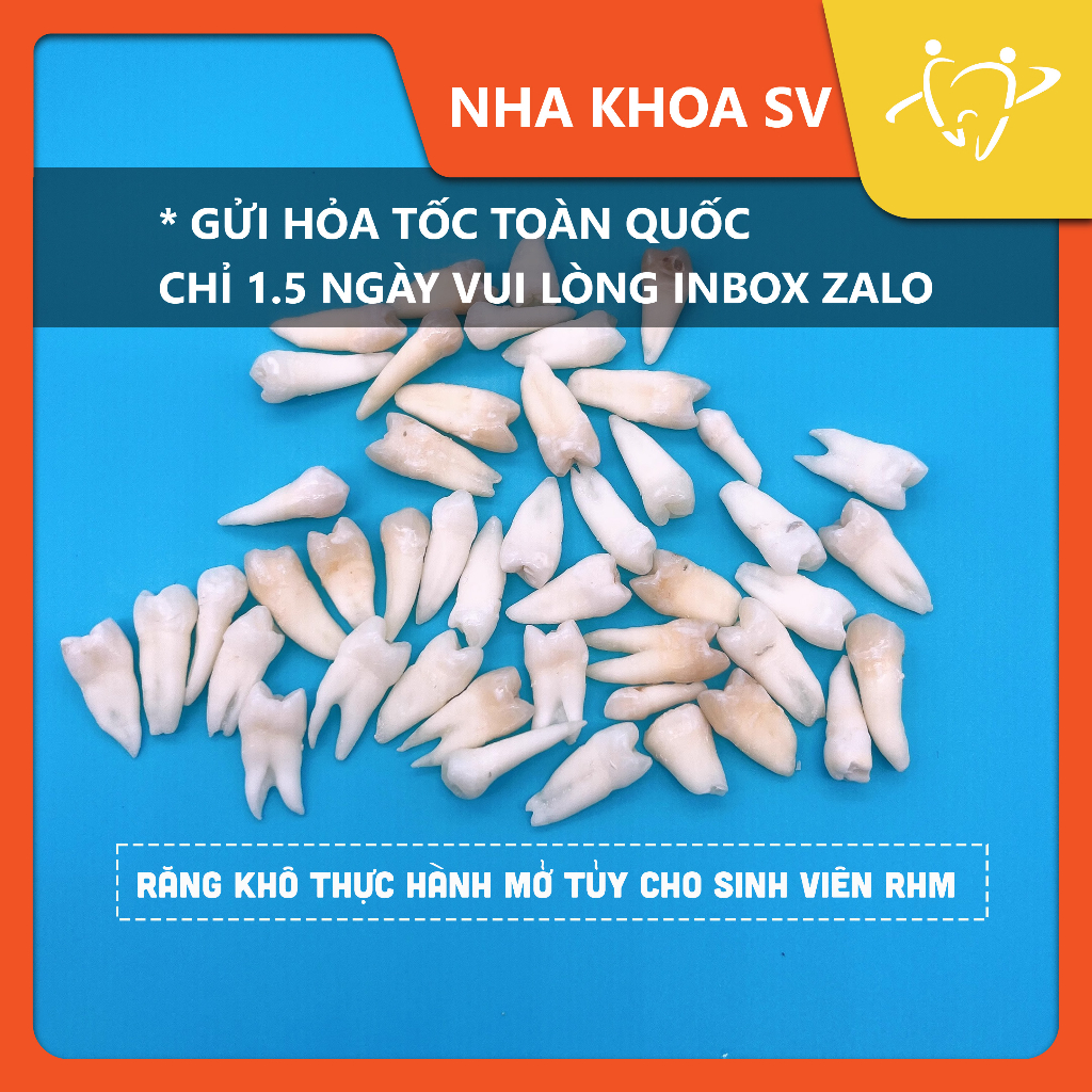RĂNG KHÔ DÙNG ĐỂ MỞ TỦY NỘI NHA CHO SV RHM