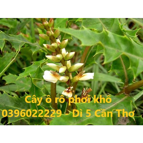 Trái ô rô khô 500 gam sản phẩm nhà làm sạch sẽ