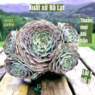 Sen đá bắp cải light purple bụi khổng lồ thụ nhiều đầu chung gốc 22-25cm SONDA GARDEN, lỗi 1 đổi 1