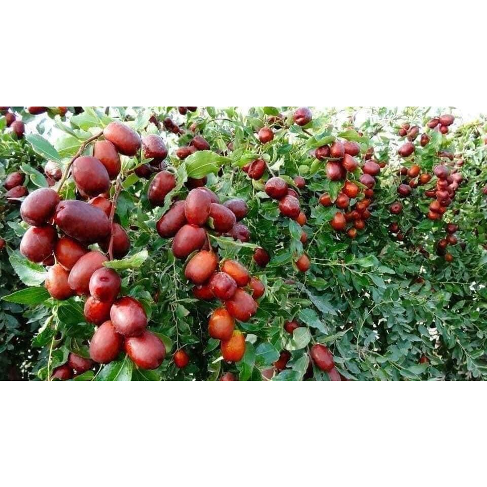 🍎🍎🍎TÁO ĐỎ HỮU CƠ HÒA ĐIỀN - TÂN CƯƠNG loại 1 túi 500g