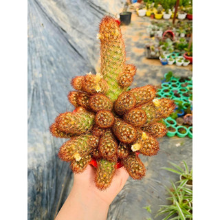 Xương rồng thạch trụ thiên - chậu treo