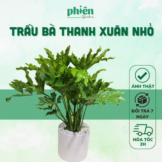 Cây Trầu Bà Thanh Xuân Leaf Philodendron chậu gốm trắng, Cây để Bàn Xinh Xắn