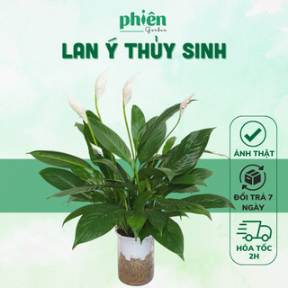 Cây Lan Ý thủy sinh để bàn chậu thủy tinh