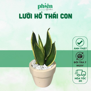 Cây Lưỡi Hổ Thái con mini để bàn kèm Chậu đất nung