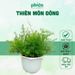 Cây Thiên Môn Đông kèm chậu treo, cây Trúc Thiên môn sum suê