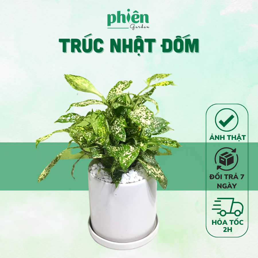 Cây Trúc Nhật Đốm để bàn kèm chậu gốm tráng men