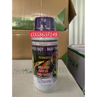 Kéo đọt-mập thân tomato