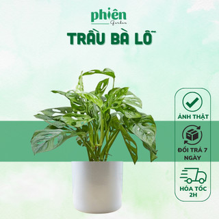 Cây Trầu Bà Lỗ Monstera adansonii Để Bàn Kèm Chậu Gốm Tráng Men