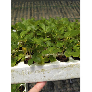 Mô vỉ cây dâu Tây chịu nhiệt