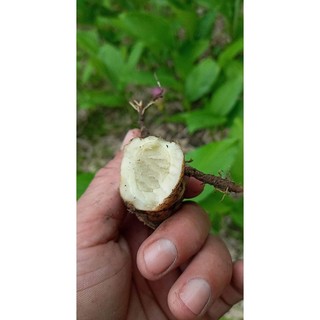 Củ Ngãi Chống độc mọc tự nhiên ơ rừng 100g