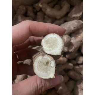 Củ Ngải chống Độc 500g mọc tự nhiên ở rừng