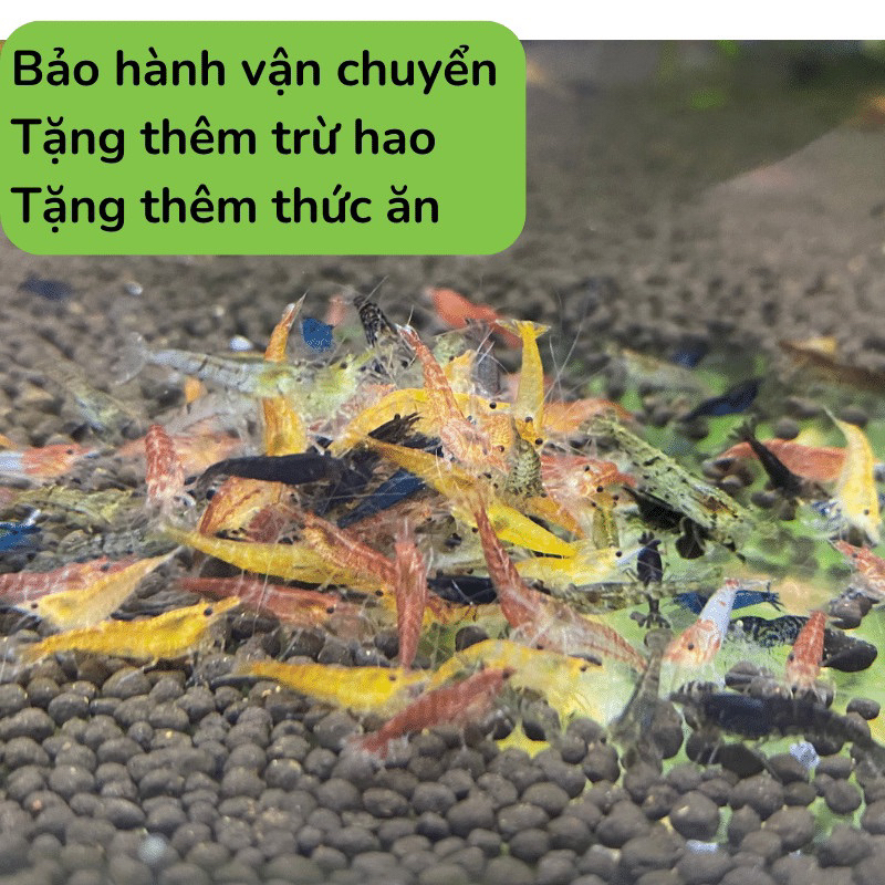 Tép cảnh loạn màu trang trí thuỷ sinh 1.0cm