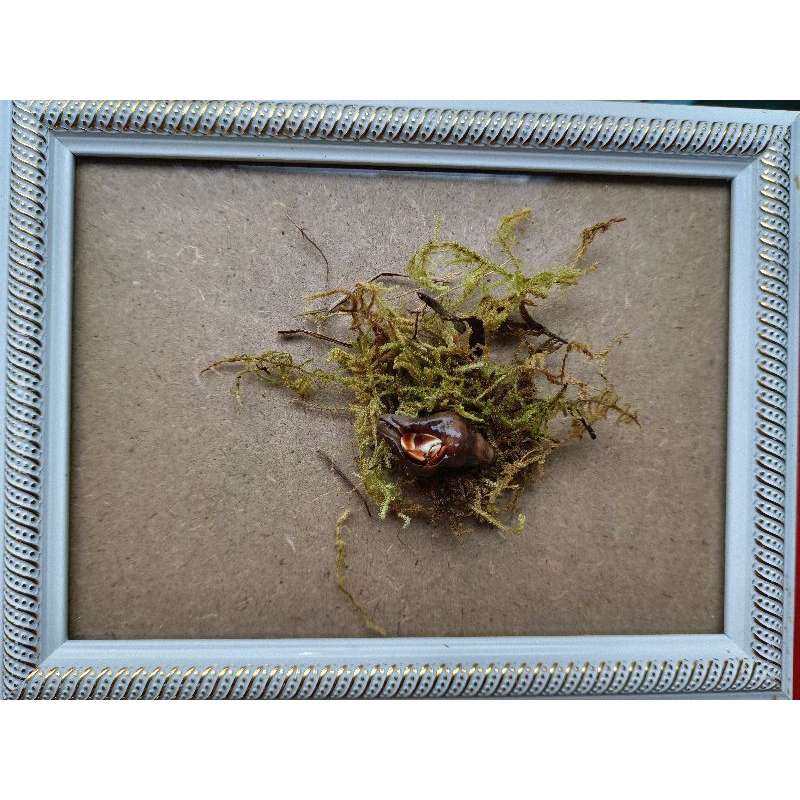 Khung tranh violet sunset