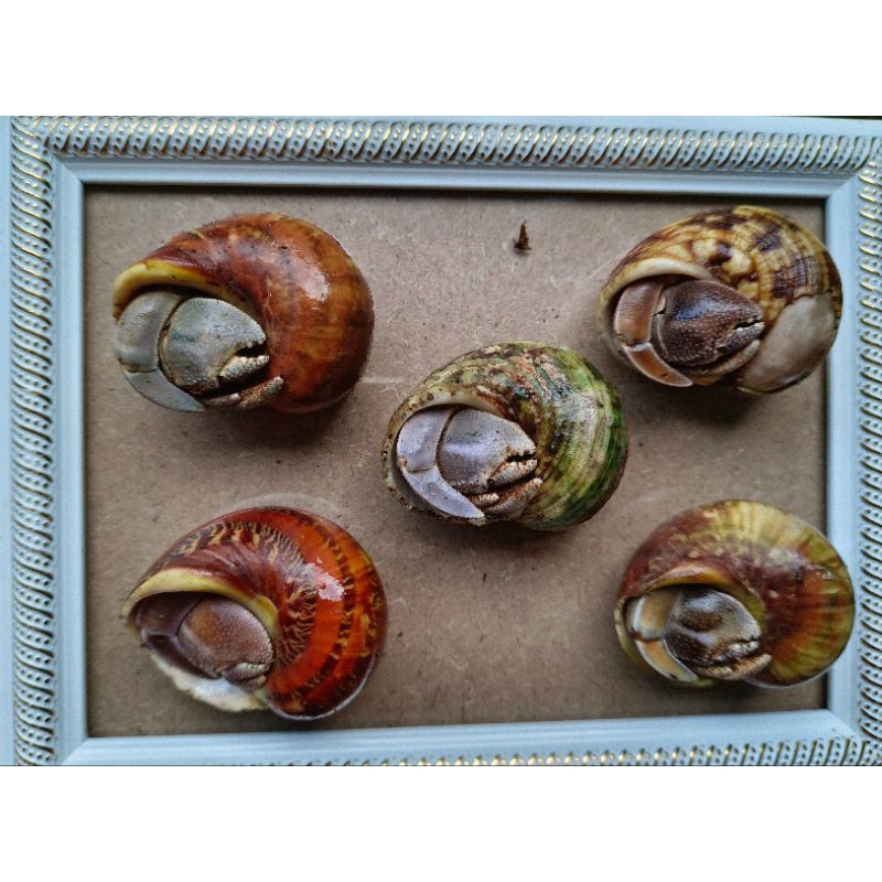 Combo 5 khung tranh size L