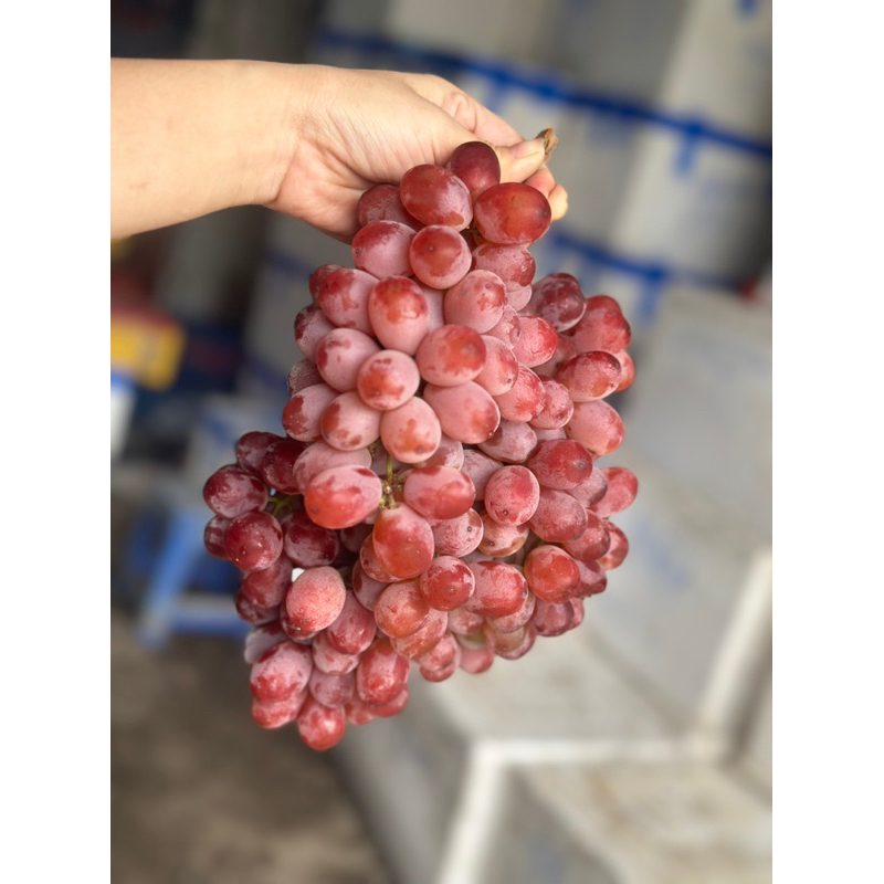 Nho đỏ ruby Úc không hạt❤️GIÁ SỈ❤️giòn ngọt thơm ngon