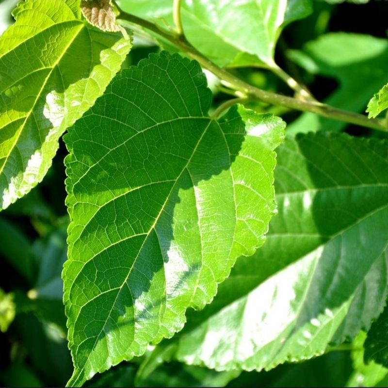 Lá dâu tăm tươi cho tép cảnh, 1 lá