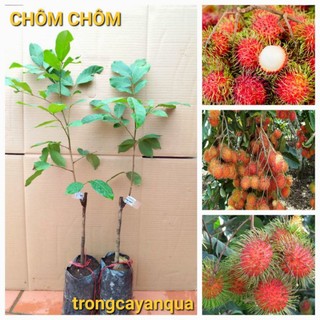Cây chôm chôm thái cây ghép cho quả sau 1.5 năm