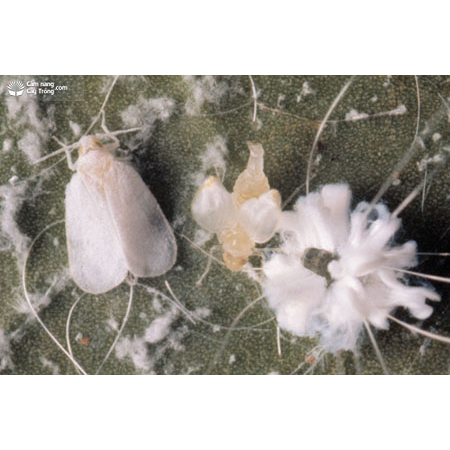 Hết sạch các loại rầy xanh - rầy nâu - rầy cám trên cây trồng - Đã có IMIPRID 100GR