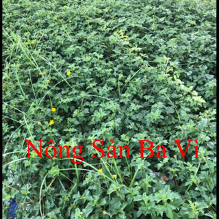 1kg Sài Đất Tươi Tắm Cho Bé hút chân không