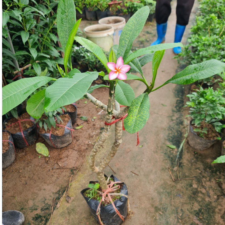 Cây đại đỏ  cao 70-80cm