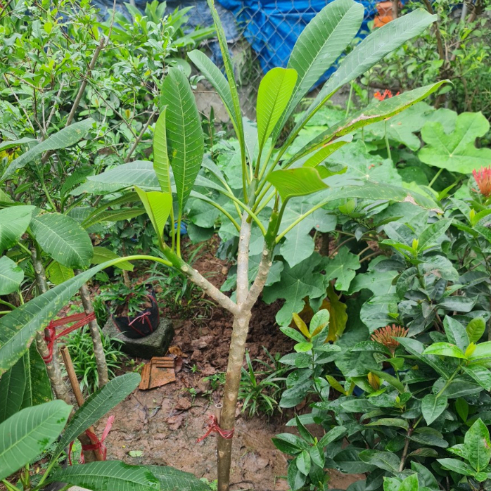 Cây đại đỏ  cao 70-80cm