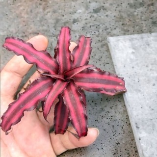 Dứa tiểu phụng đỏ size lớn