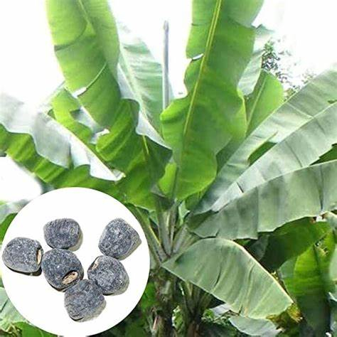 Hạt Giống Cây Chuối Cô Đơn ( Gói 50 Hạt) - Chuối Cô Đơn, Gốc Cây Phình To Như Chân Con Voi.