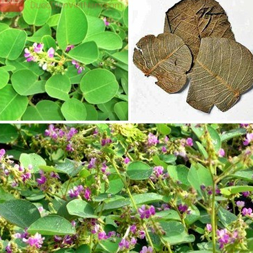 Hạt Giống Kim Tiền Thảo ( Cây Dược Liệu )( Gói 50 Hạt) - Đất Khô Cằn Cây Vẫn Sinh Trưởng Tốt.