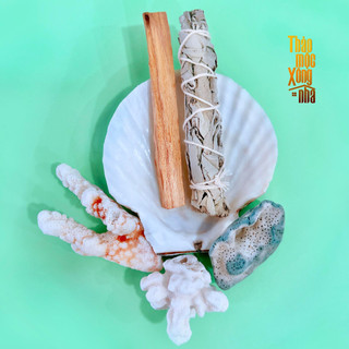 SET Thanh Tẩy Cơ Bản_1 Palo 3g, 1 Vỏ Ốc , 1 Nhánh White Sage_THẢO MỘC XÔNG NHÀ