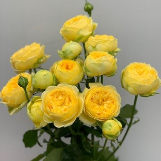 Cây hoa Hồng Catalina rose
