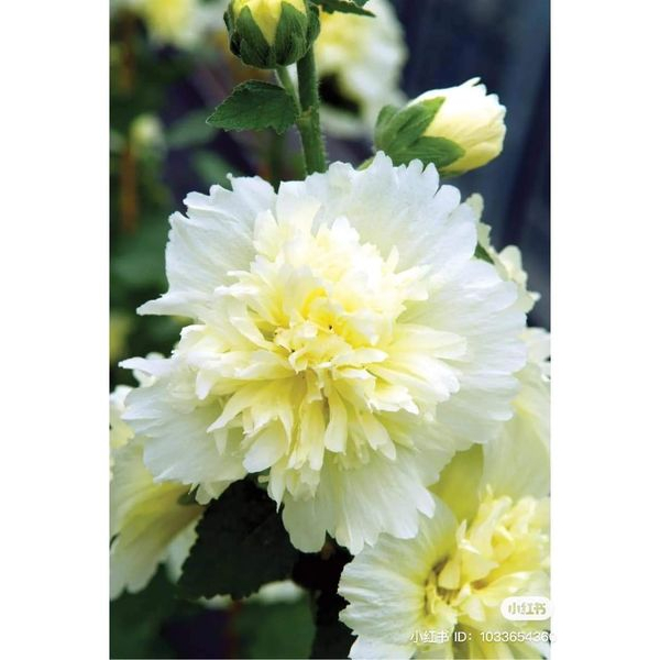 200 Hạt giống hoa Mãn Đình Hồng Kép.