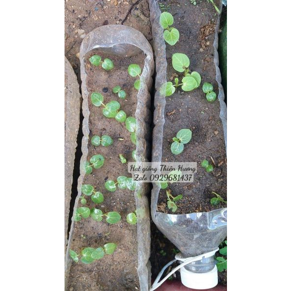 200 Hạt giống hoa Mãn Đình Hồng Kép.