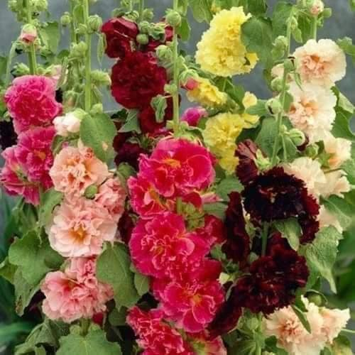 200 Hạt giống hoa Mãn Đình Hồng Kép.