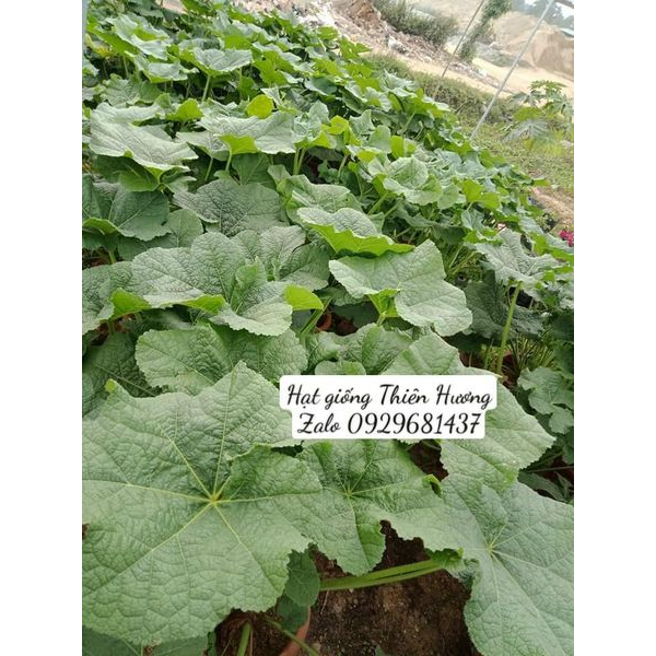 200 Hạt giống hoa Mãn Đình Hồng Kép.