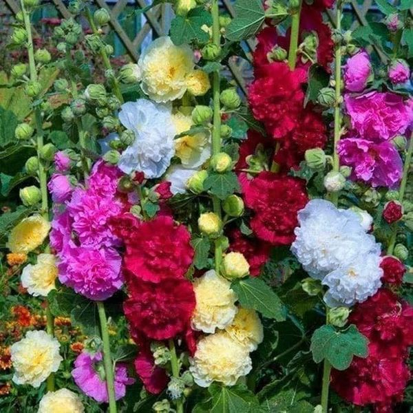 200 Hạt giống hoa Mãn Đình Hồng Kép.