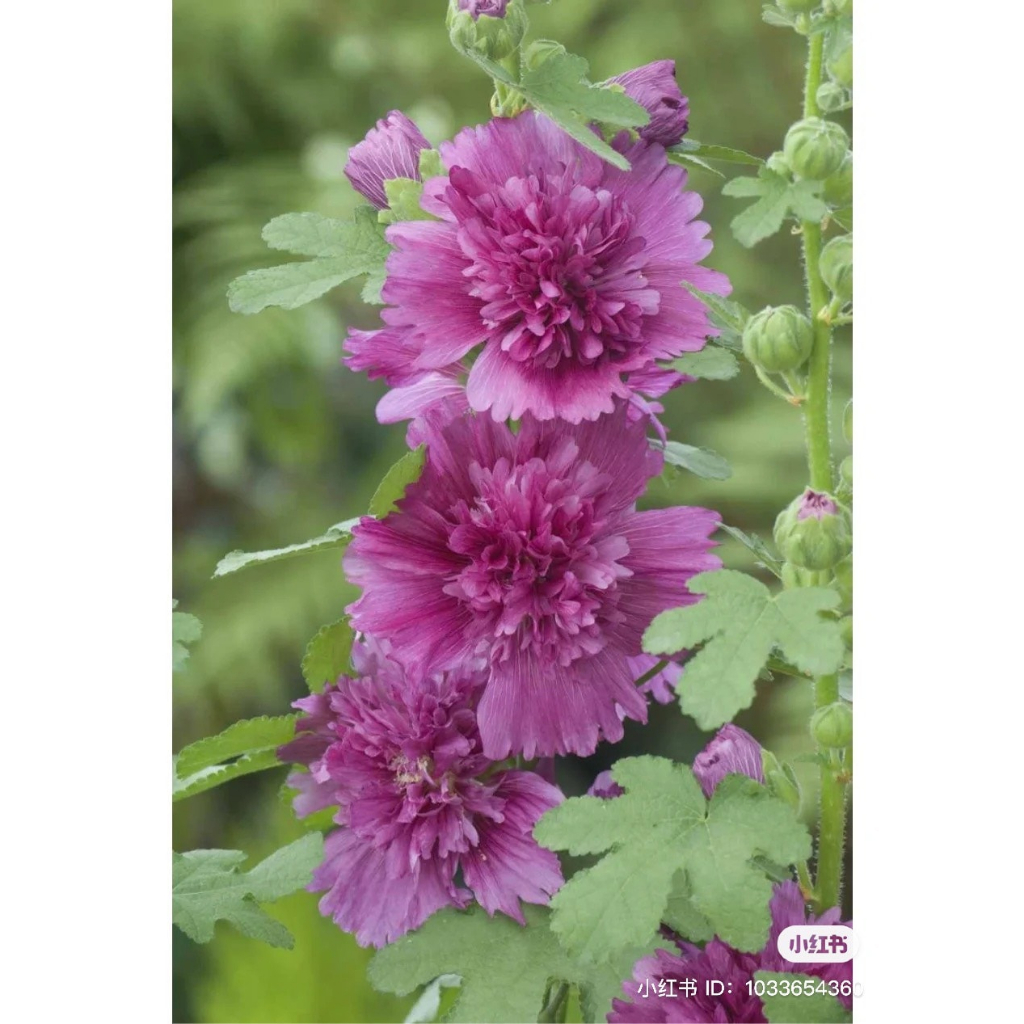 200 Hạt giống hoa Mãn Đình Hồng Kép.