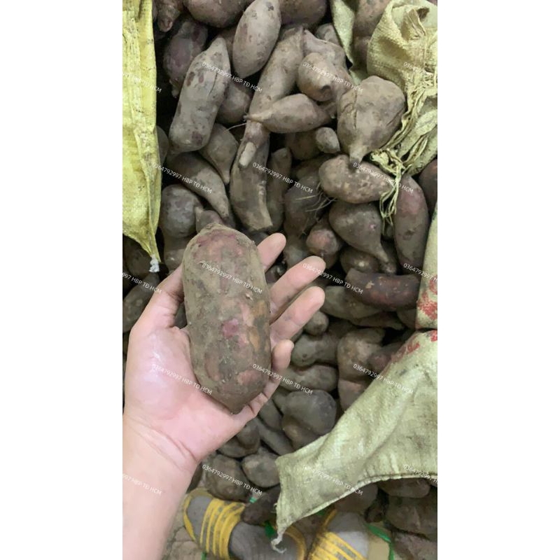 COMBO 4KG KHOAI SÂM ĐẤT VIỆT NAM